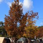 밀양댐스쿨캠핑장