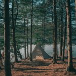 춘천호 잣나무숲