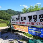 정선 파인트리캠핑장