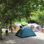 자작나무 오토캠핑장