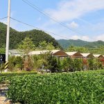 솔밭사이로펜션캠핑장