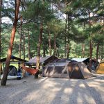 영월 내리계곡 솔밭캠핑장